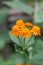 Mexican flamevine Pseudogynoxys chenopodioidesÂ orange flowers
